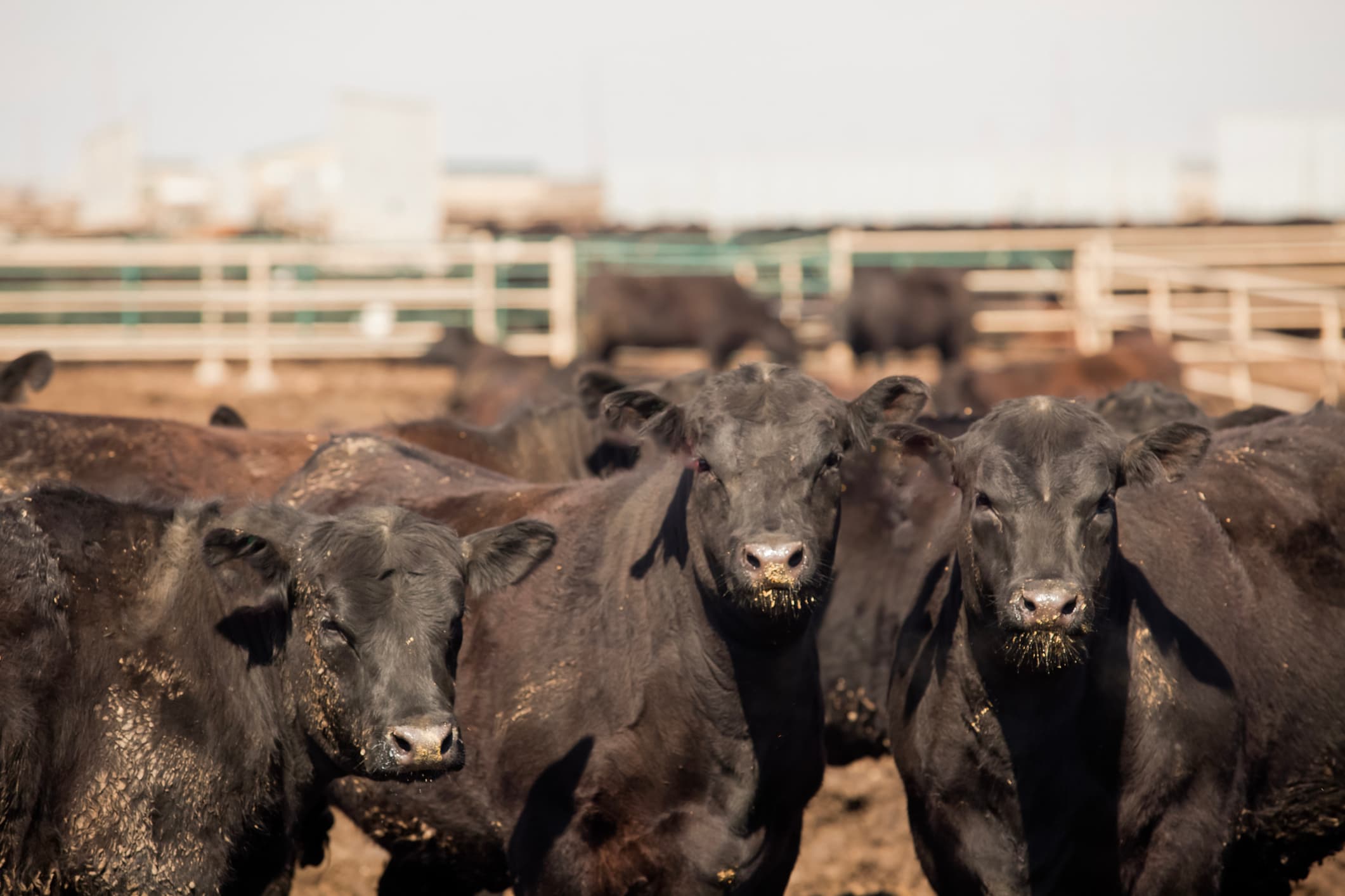 Black Angus beef cattle used in Arizona Dairy Co's beef on dairy program