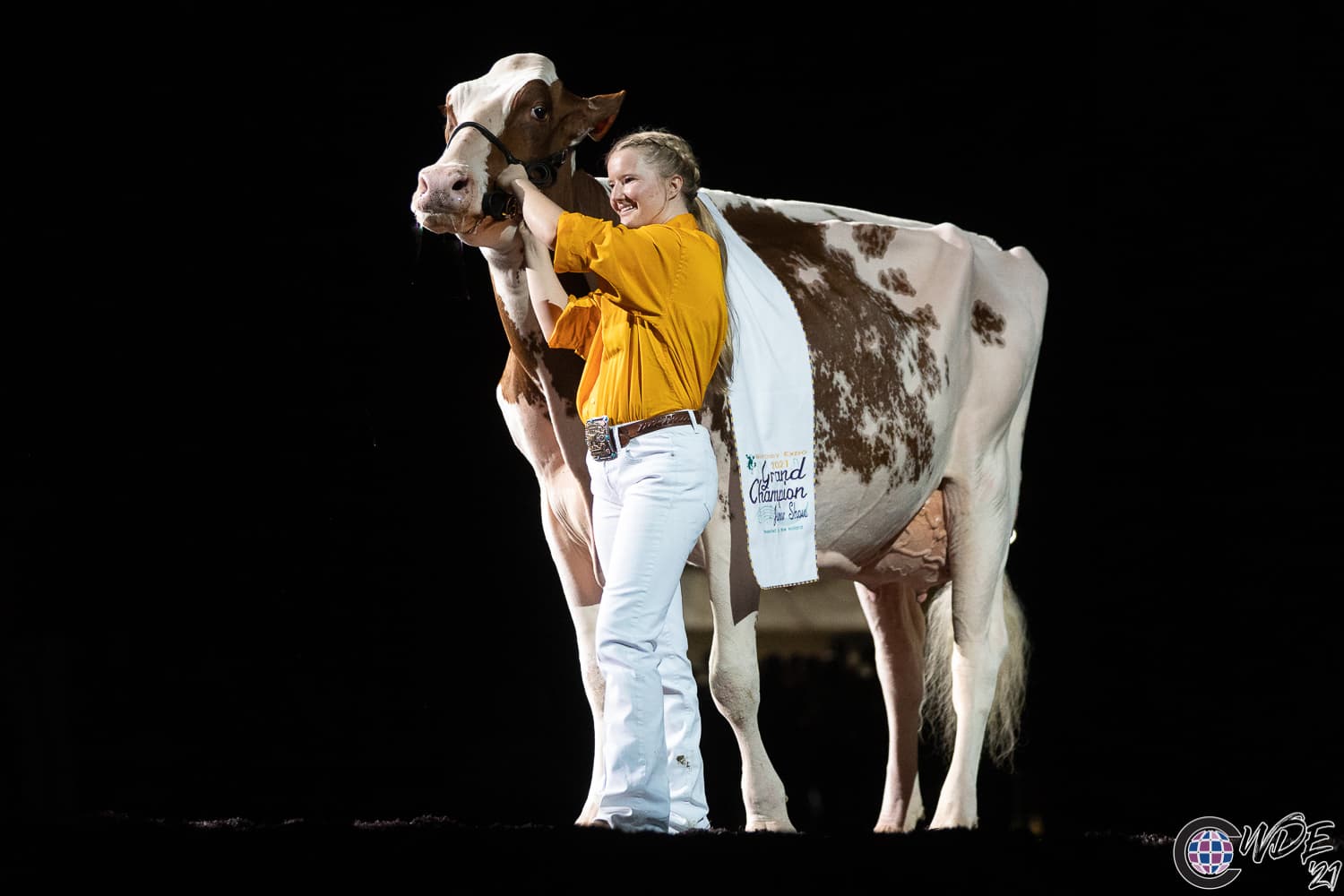 Grand Champion Holstein dairy cow at cattle show