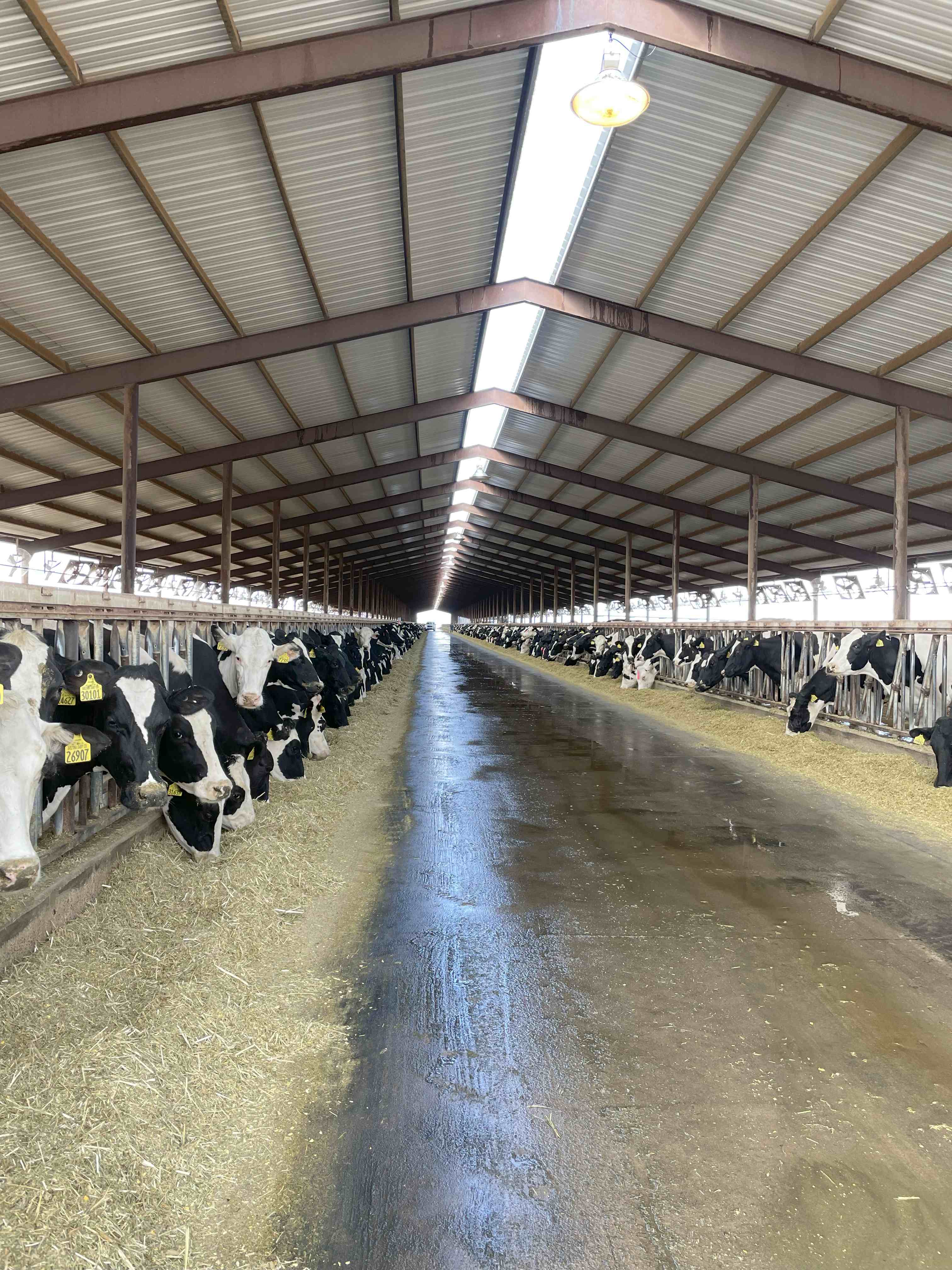 Interior of modern dairy barn with Holstein cows